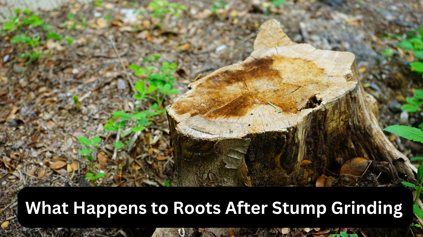 What Happens to Roots After Stump Grinding