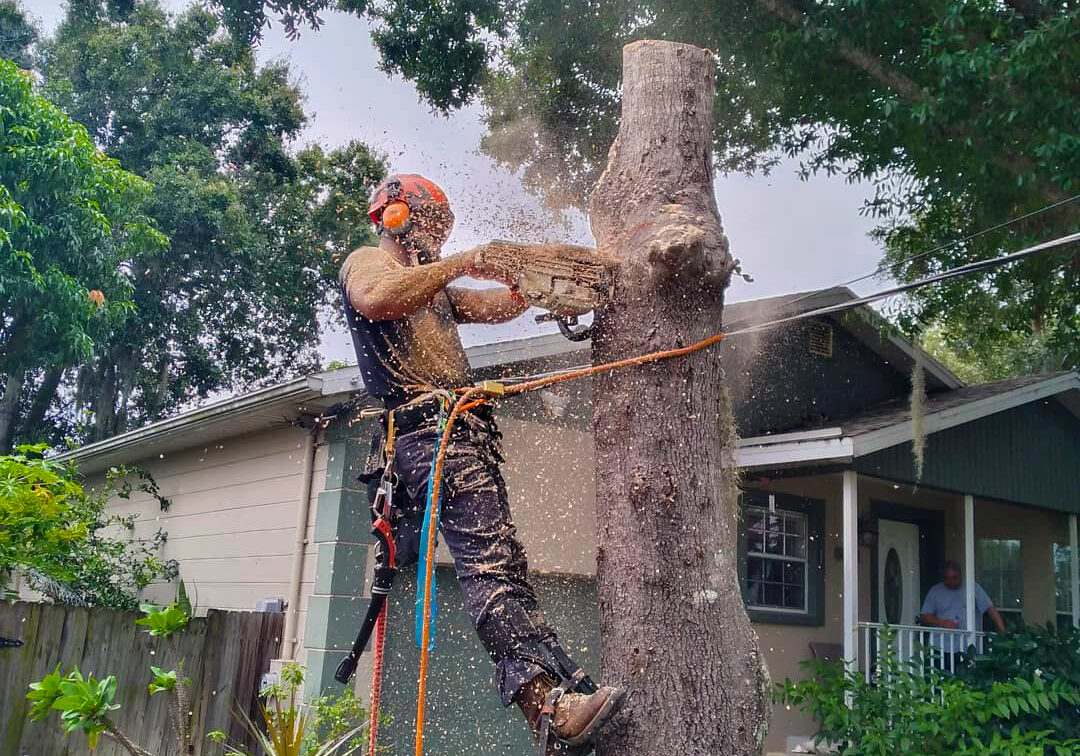 Can Removing a Tree Cause Foundation Problems