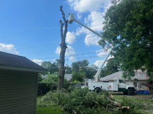 Prevent Storm Damage to Trees