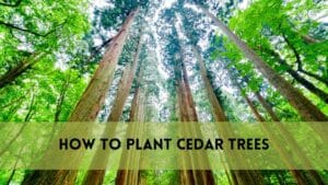 How to Plant Cedar Trees: