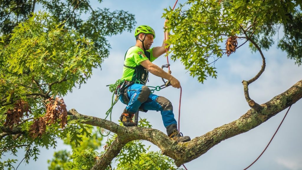 Best Time to Trim Trees