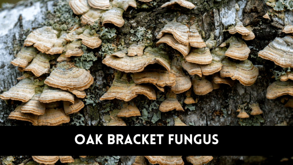 Oak Bracket Fungus