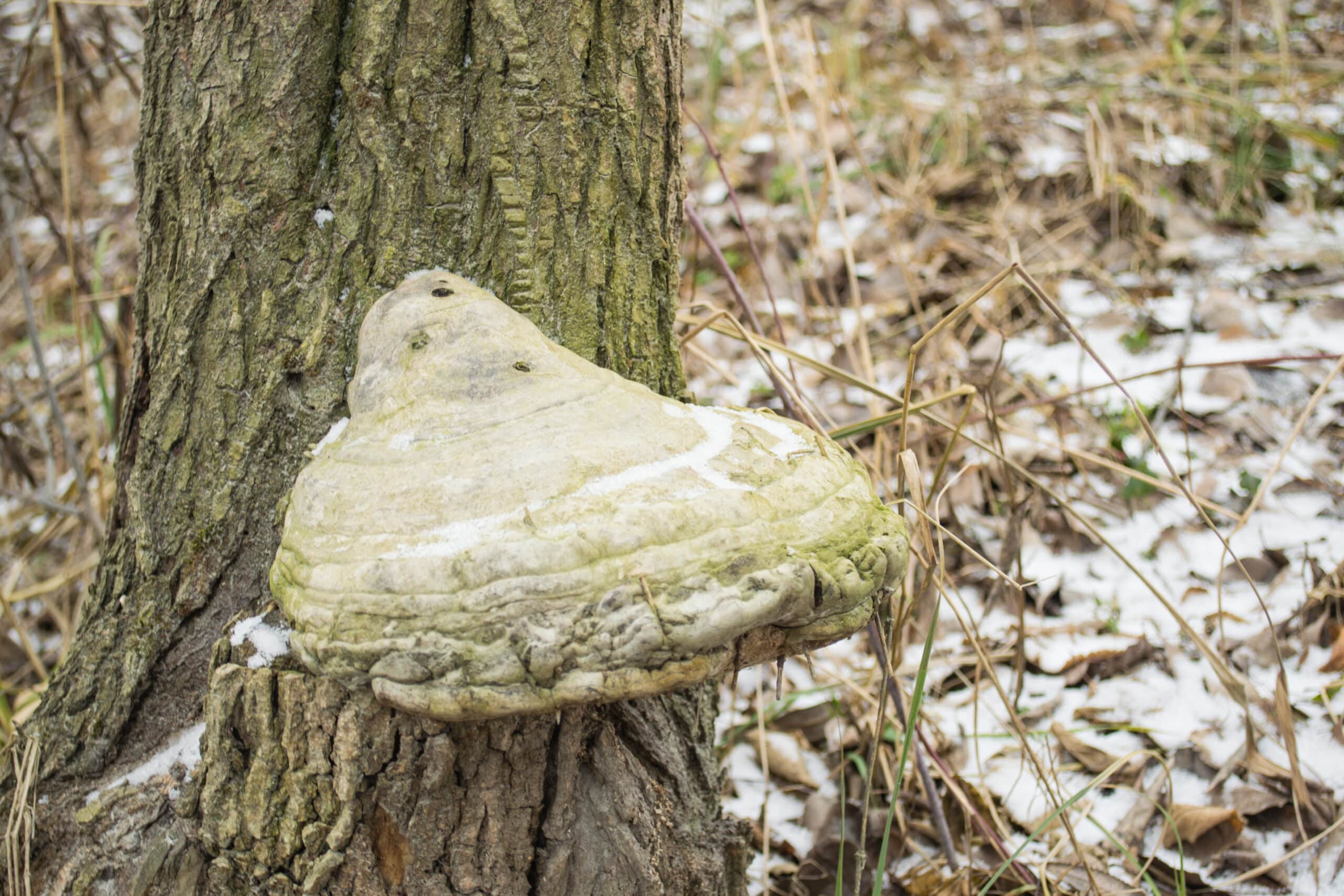 Oak Bracket Fungus