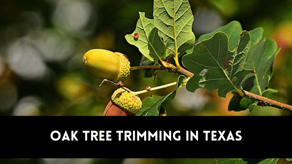 Oak tree trimming