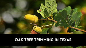 Oak tree trimming