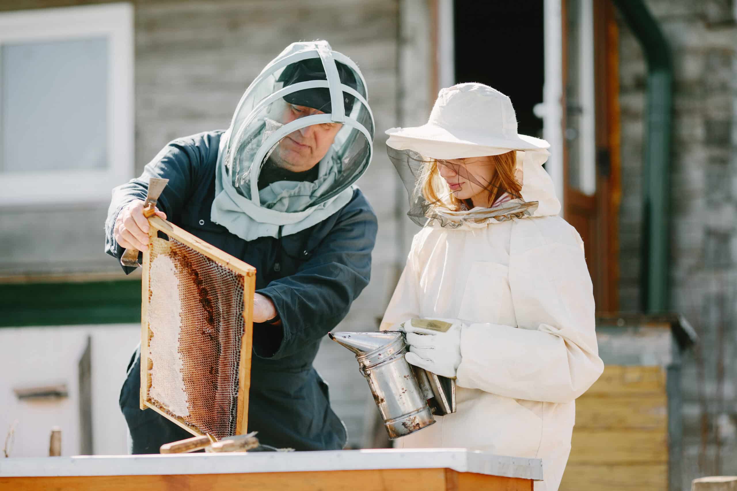 Remove a bee hive from a tree