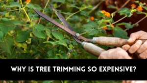 Why is tree trimming so expensive?