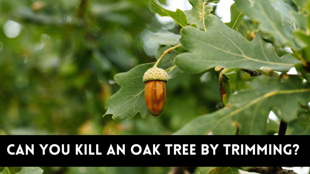 Kill an oak tree by trimming it