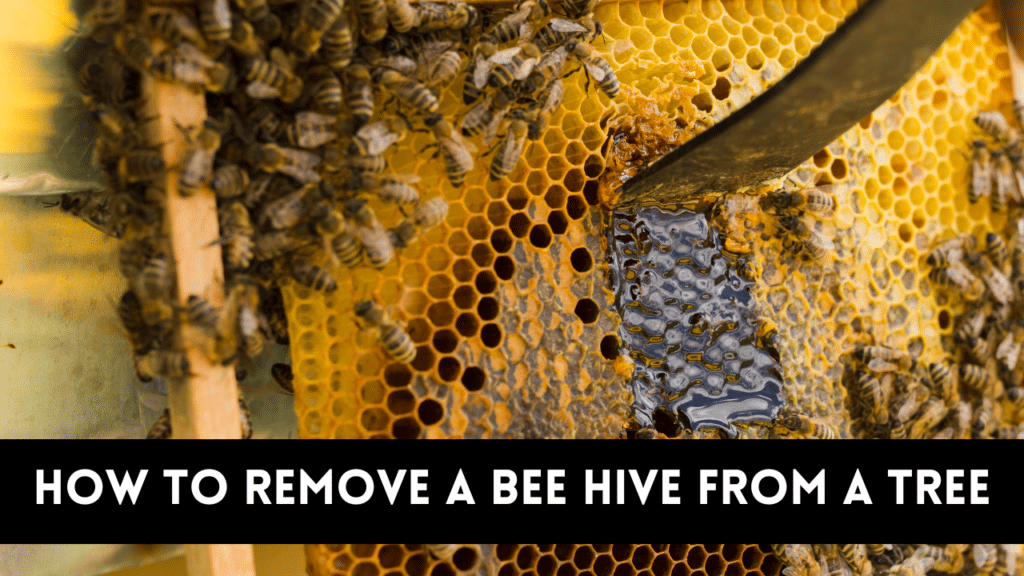 Remove a bee hive from a tree