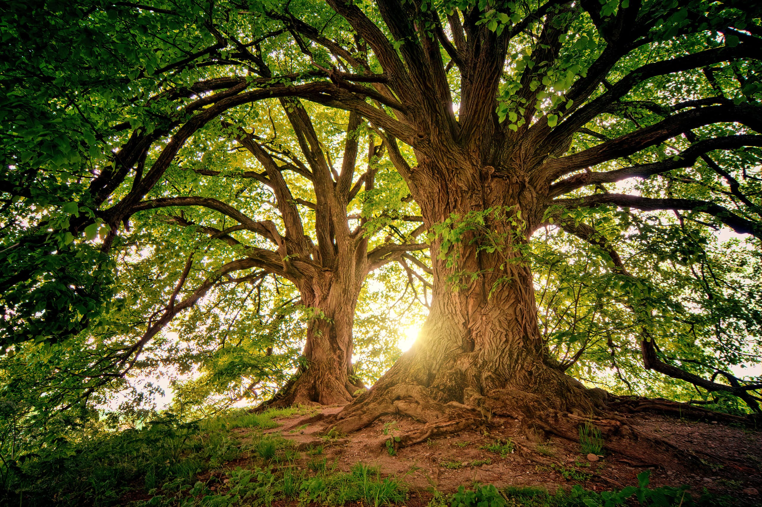 Kill an oak tree by trimming it