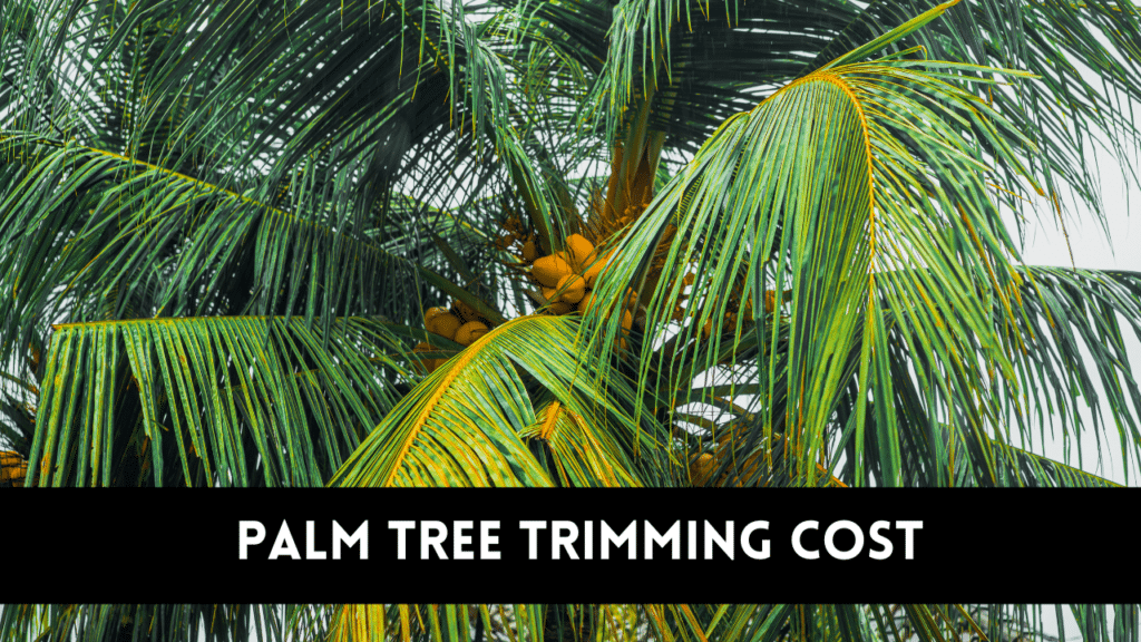 palm tree trimming cost