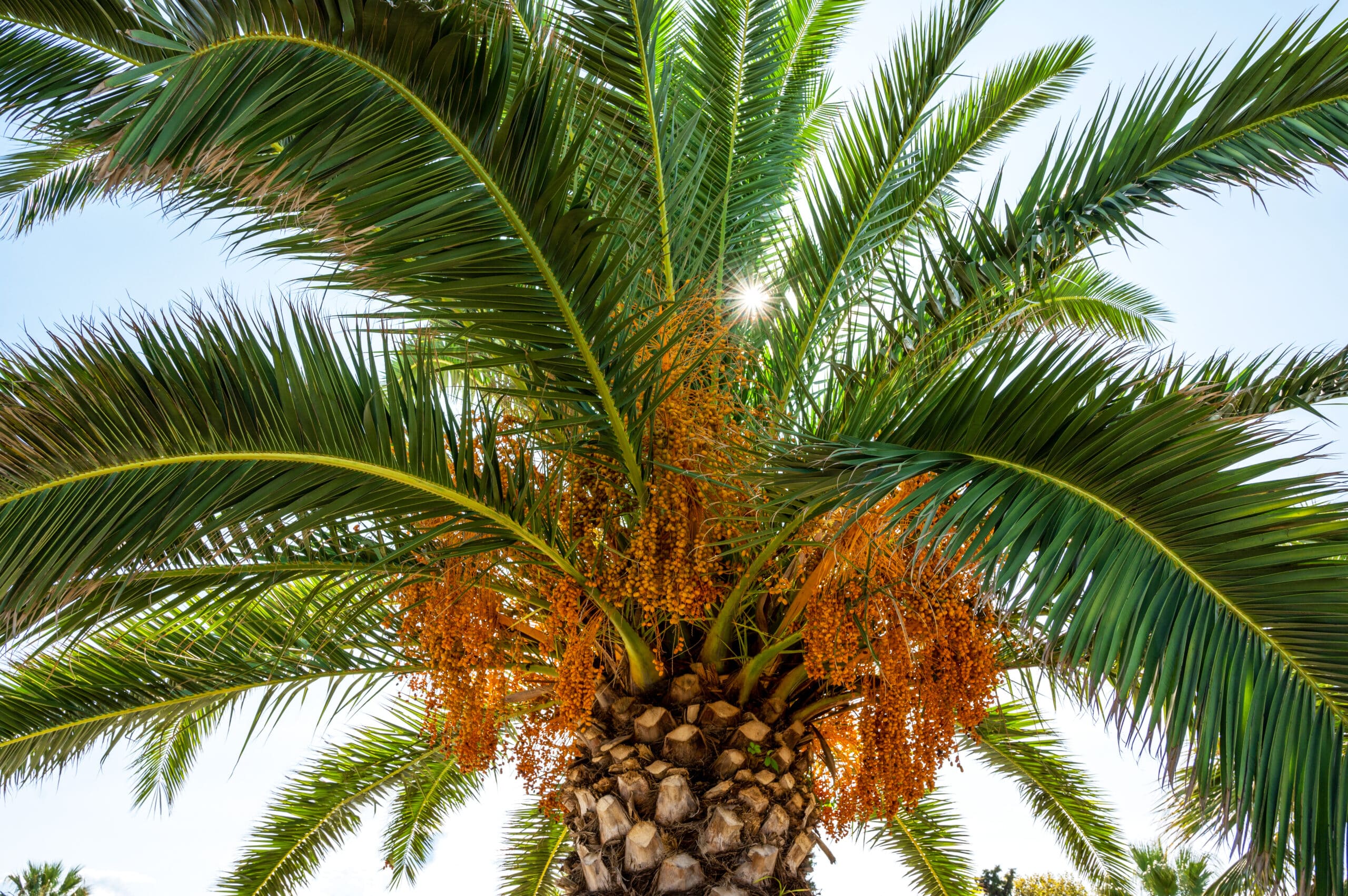 palm tree trimming cost