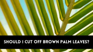 Should I Cut Off Brown Palm Leaves?