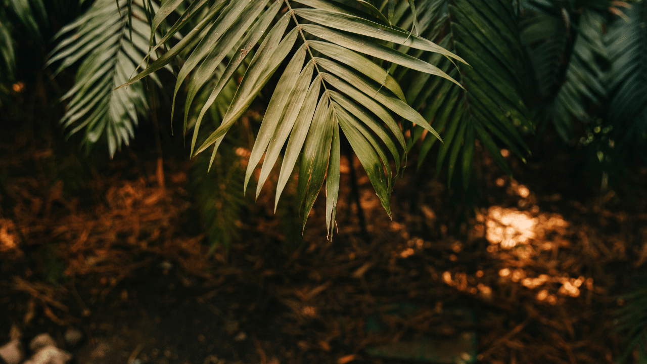 Should I Cut Off Brown Palm Leaves?