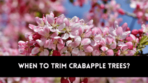 When to trim crabapple trees?