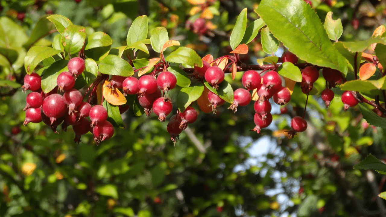 When to trim crabapple trees?