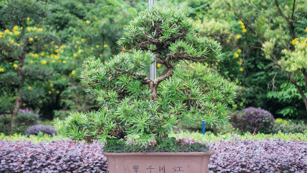 stop a tree from growing 