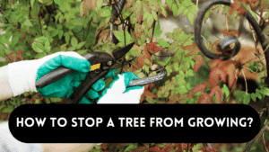 stop a tree from growing