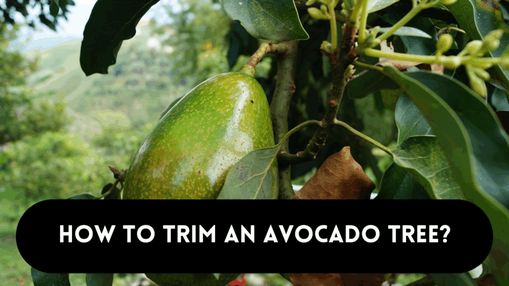 trim an avocado tree