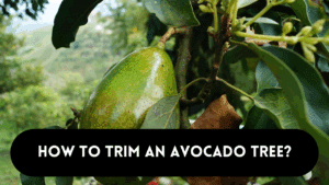 trim an avocado tree