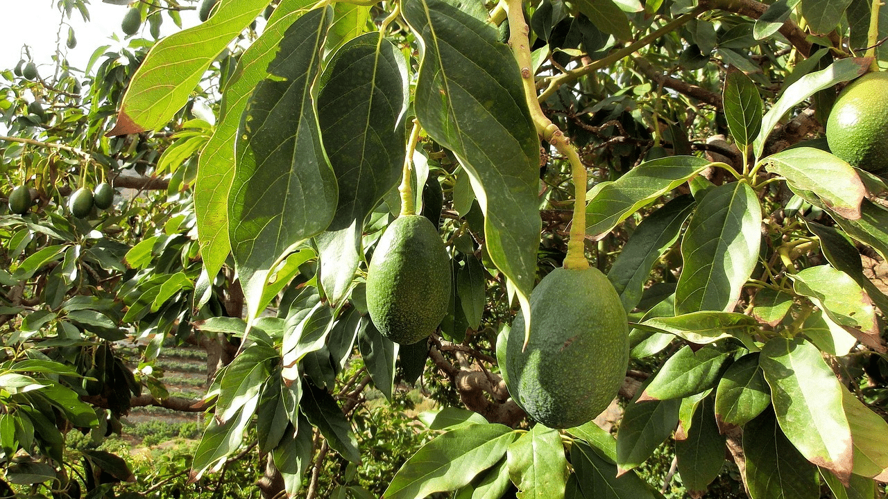 trim an avocado tree